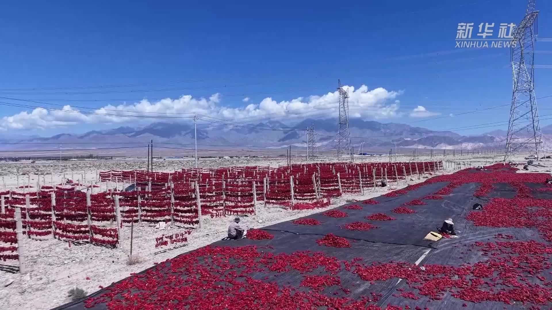 新疆巴州：万亩食用辣椒迎来丰收