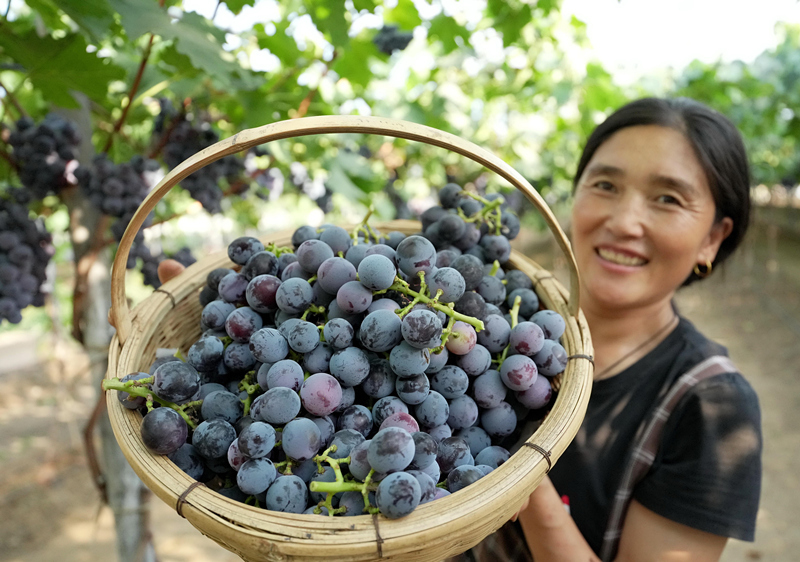 河北卢龙：鲍子沟葡萄飘香四方（1）_副本.jpg