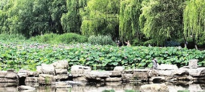 烟台：夏日风光好 满池荷花香 