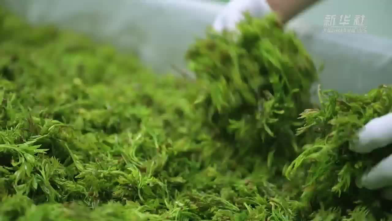 湖北来凤：藤茶产业铺就致富路