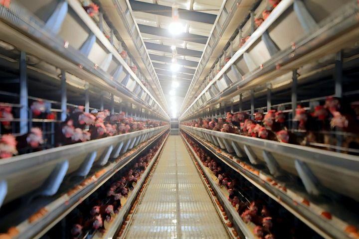 这是山东省菏泽市巨野县的一个现代化蛋鸡养殖车间。新华社记者高天 摄