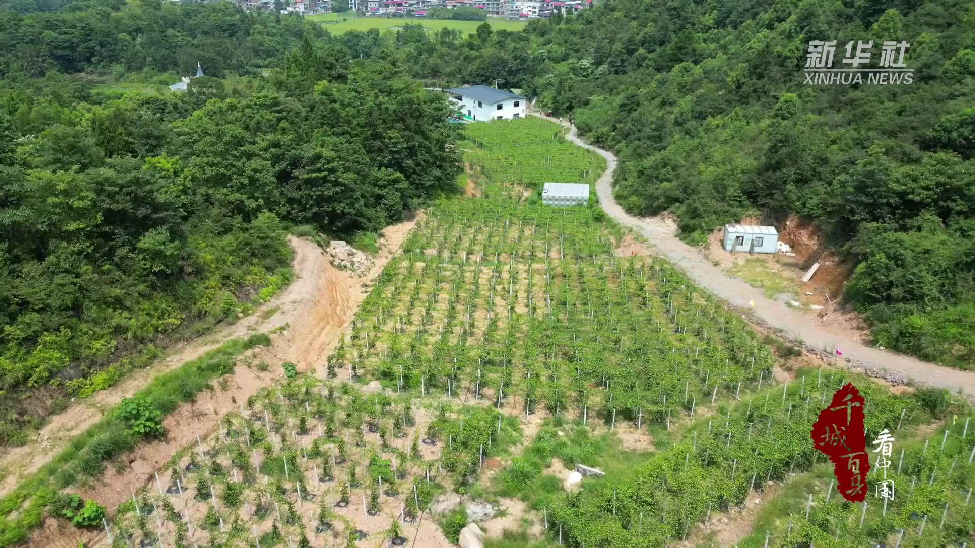 千城百县看中国｜湖南祁阳：百香果香飘致富路