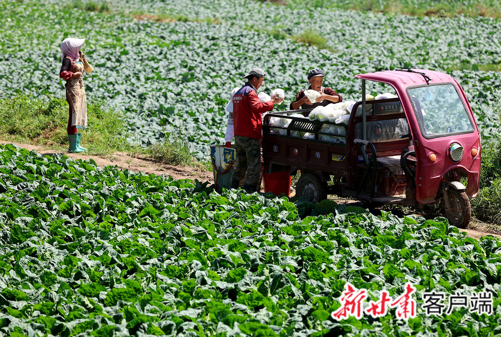 丁永强（左二）与家人将采收的散花菜装车