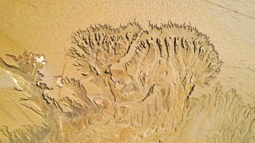 黄河济南段现壮美“潮汐树”自然奇观