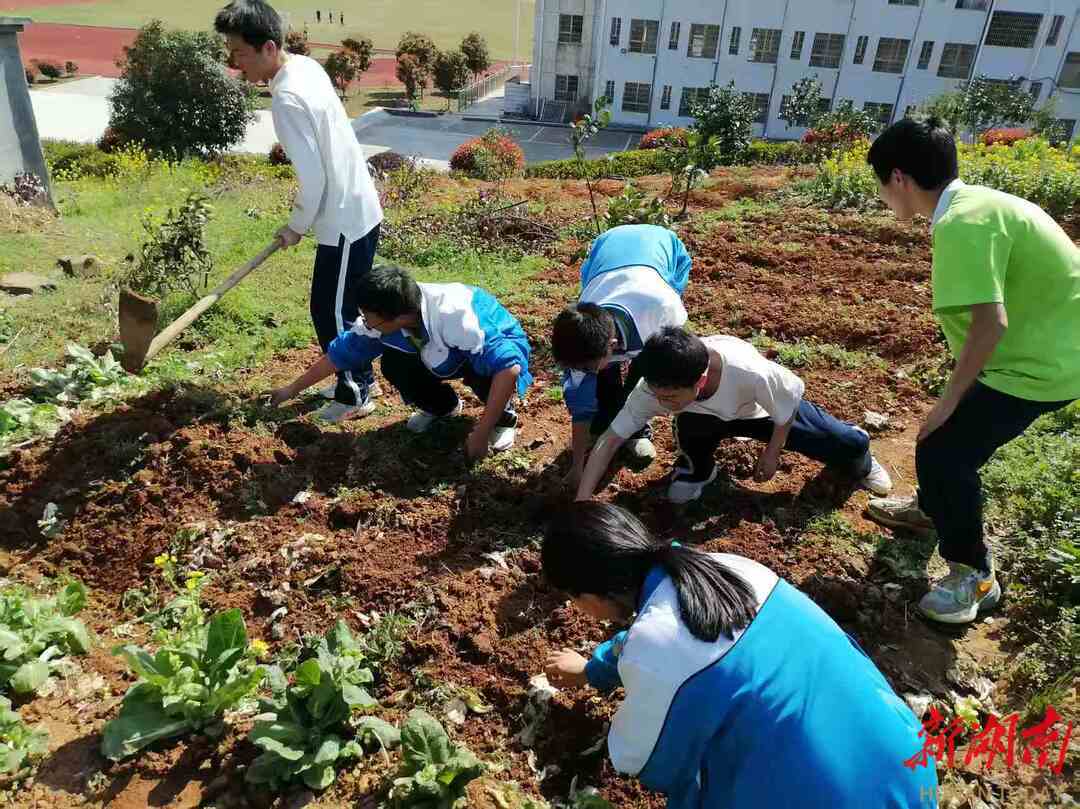 石门县第五中学学生体验农事活动