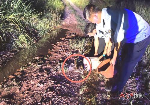 民警將斑靈貓放回大自然