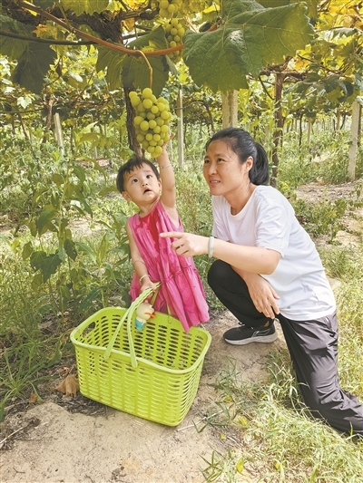 批发价2元至4元/斤 南昌阳光玫瑰葡萄跌成“白菜价”