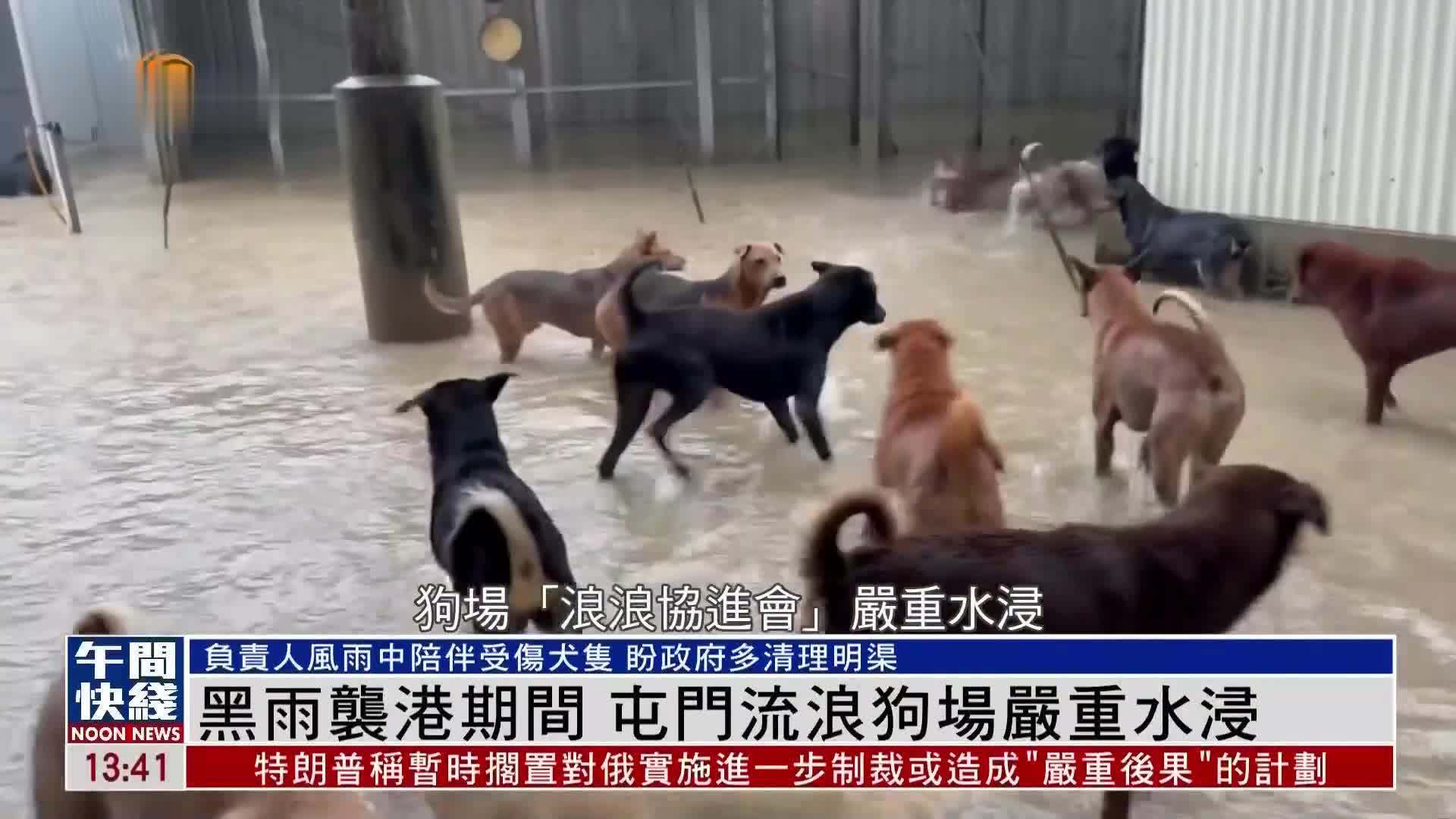 粤语报道｜黑雨袭港期间 香港屯门流浪狗场严重水浸
