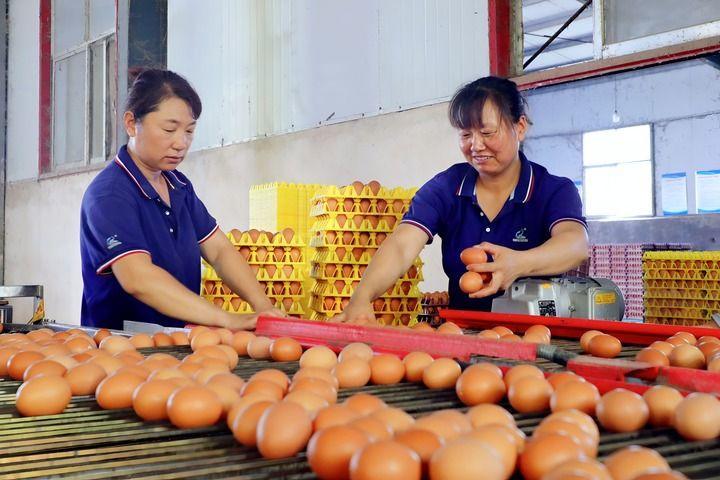 在巨野县一家蛋鸡养殖场，工人正分拣鸡蛋。新华社记者刘铮 摄