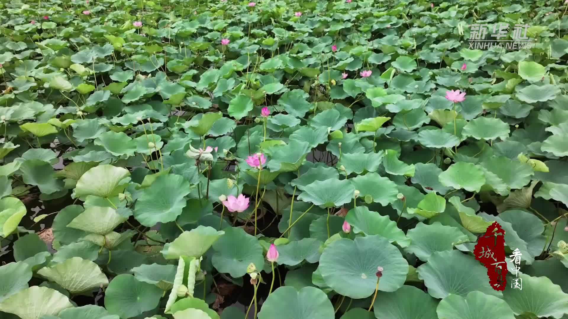 千城百县看中国｜山东定陶：初秋荷韵浓