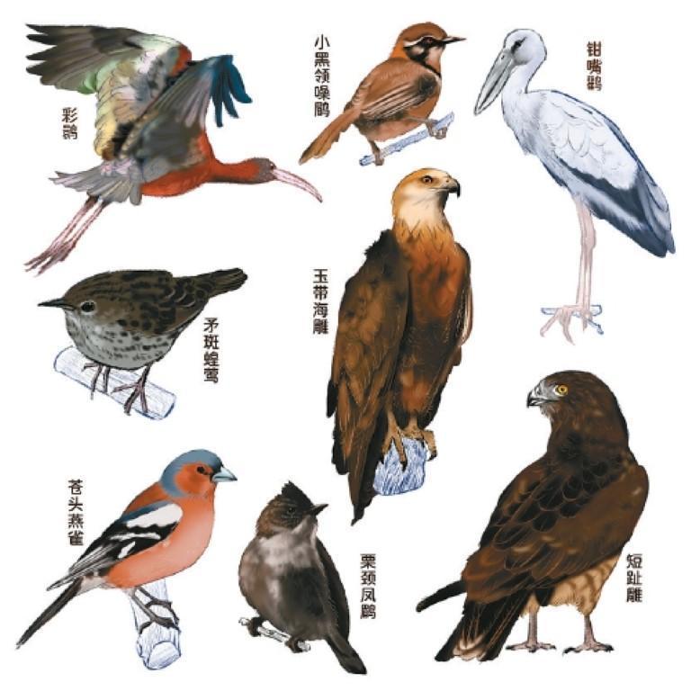 西安区域新发现的野生鸟类。(冯晓瑞 手绘)