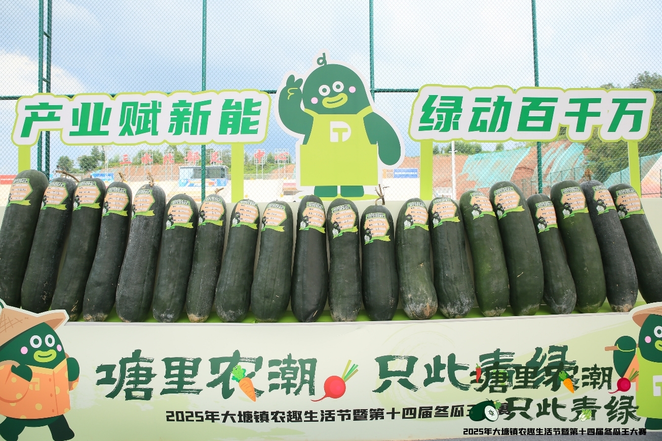 102.1斤黑皮冬瓜王诞生，大塘镇引领“农潮”新风尚