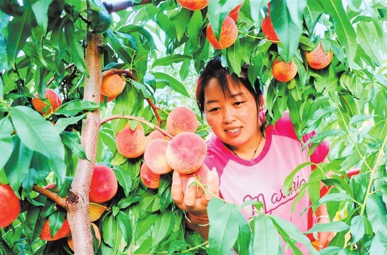 在静宁县威戎镇新华村，村民采摘桃子。新甘肃&middot;甘肃日报通讯员　王毅