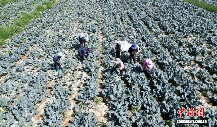 今年夏天,甘肃庆阳市西峰区一蔬菜种植基地工人收割西蓝花。(资料图)盘小美 摄