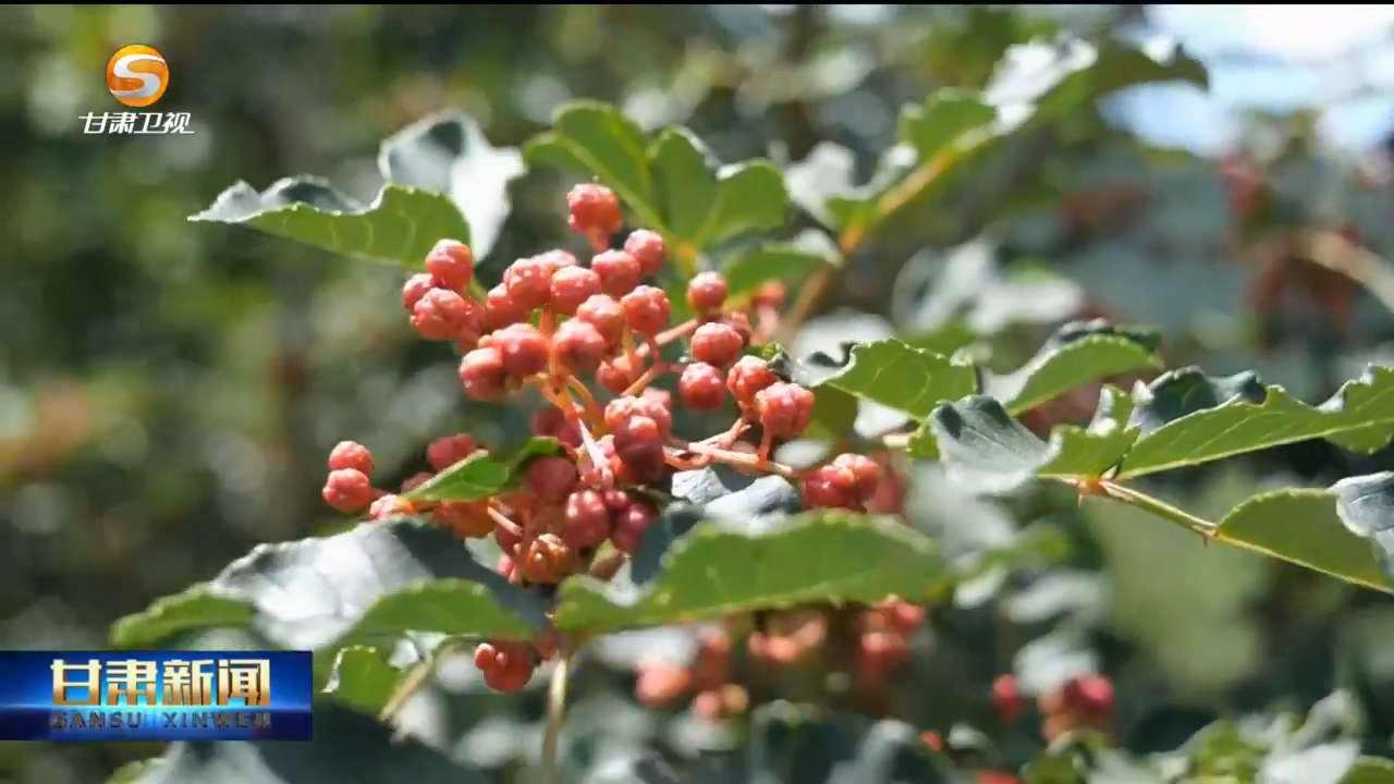中国蜜瓜之乡觅出海密码 甘味走俏香港阿联酋