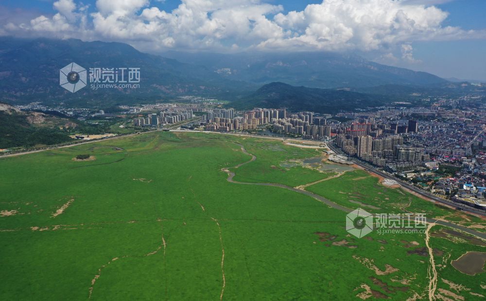 8月21日,随着水位下降鄱阳湖出现大面积草洲浅滩,草色绵延不断,“大草原”景象显现。