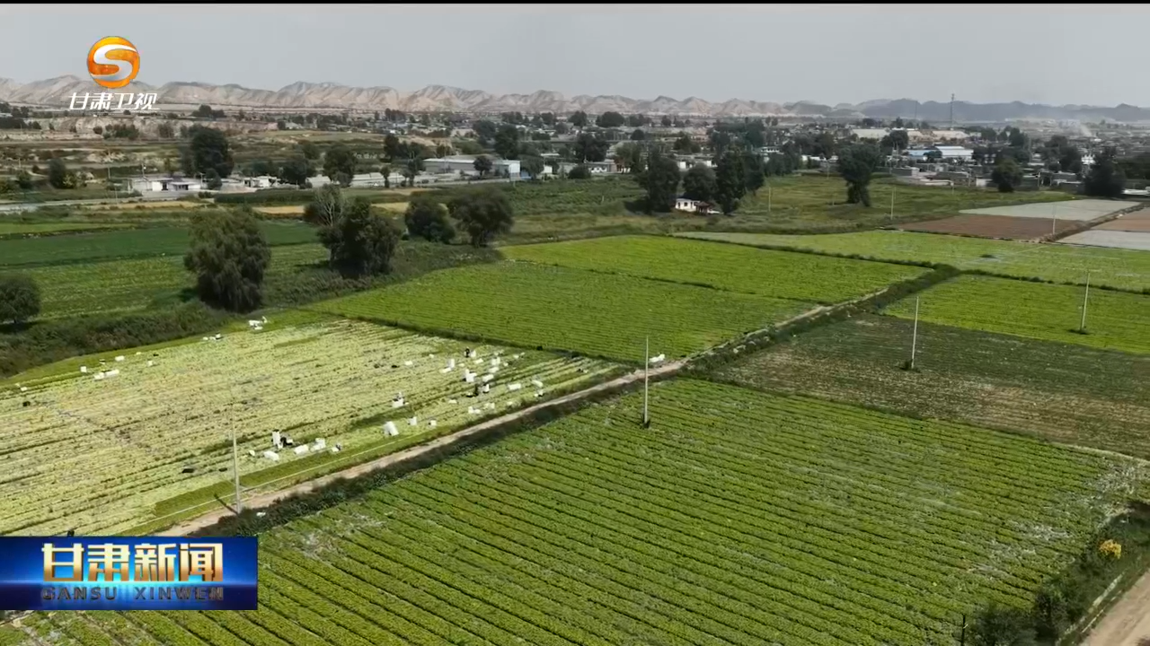 中国蜜瓜之乡觅出海密码 甘味走俏香港阿联酋