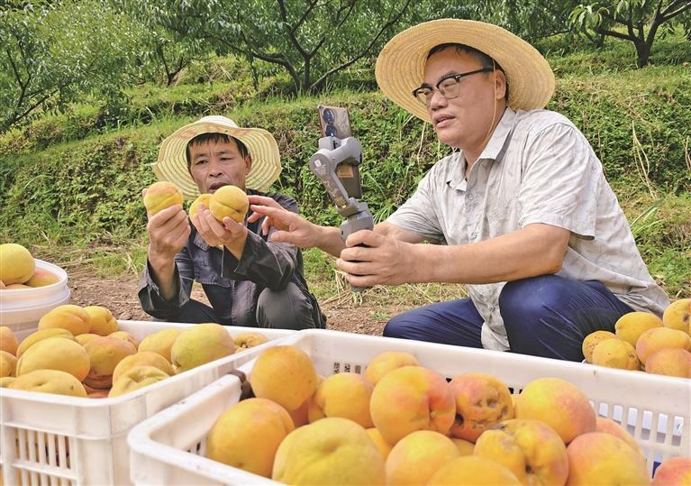 德兴市绕二镇横港村党员干部通过网络直播销售新鲜黄桃。卓忠伟 摄