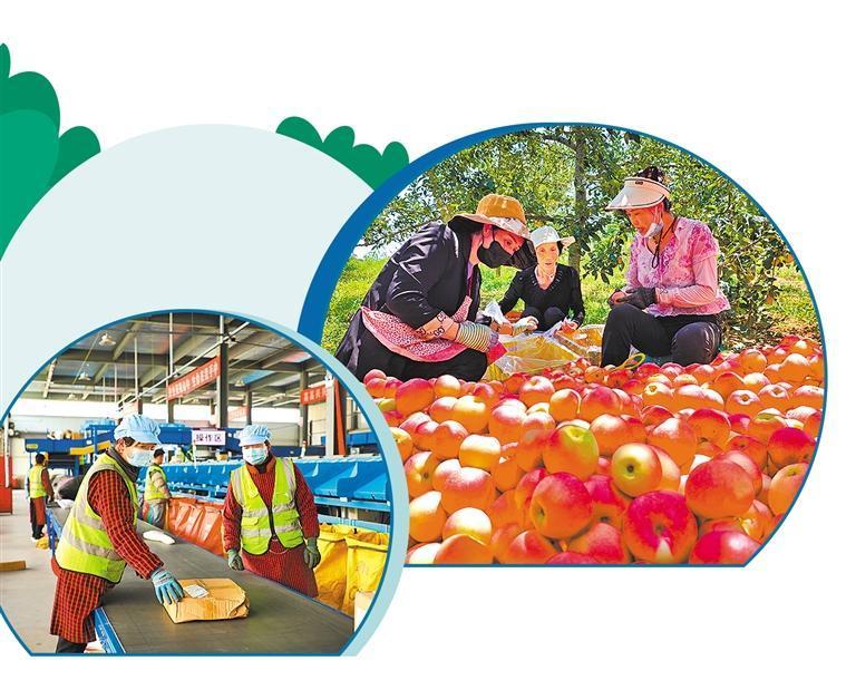 甘肃省环县电商产业园物流配送车间内，员工正在分拣货物。李云　摄（中经视觉）；甘肃省庆城县苹果丰收时，农户们采摘和分装苹果。李云　摄（中经视觉）