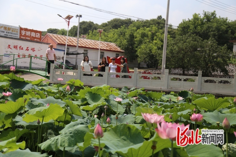 图为8月14日，村民在荷塘边赏花。
