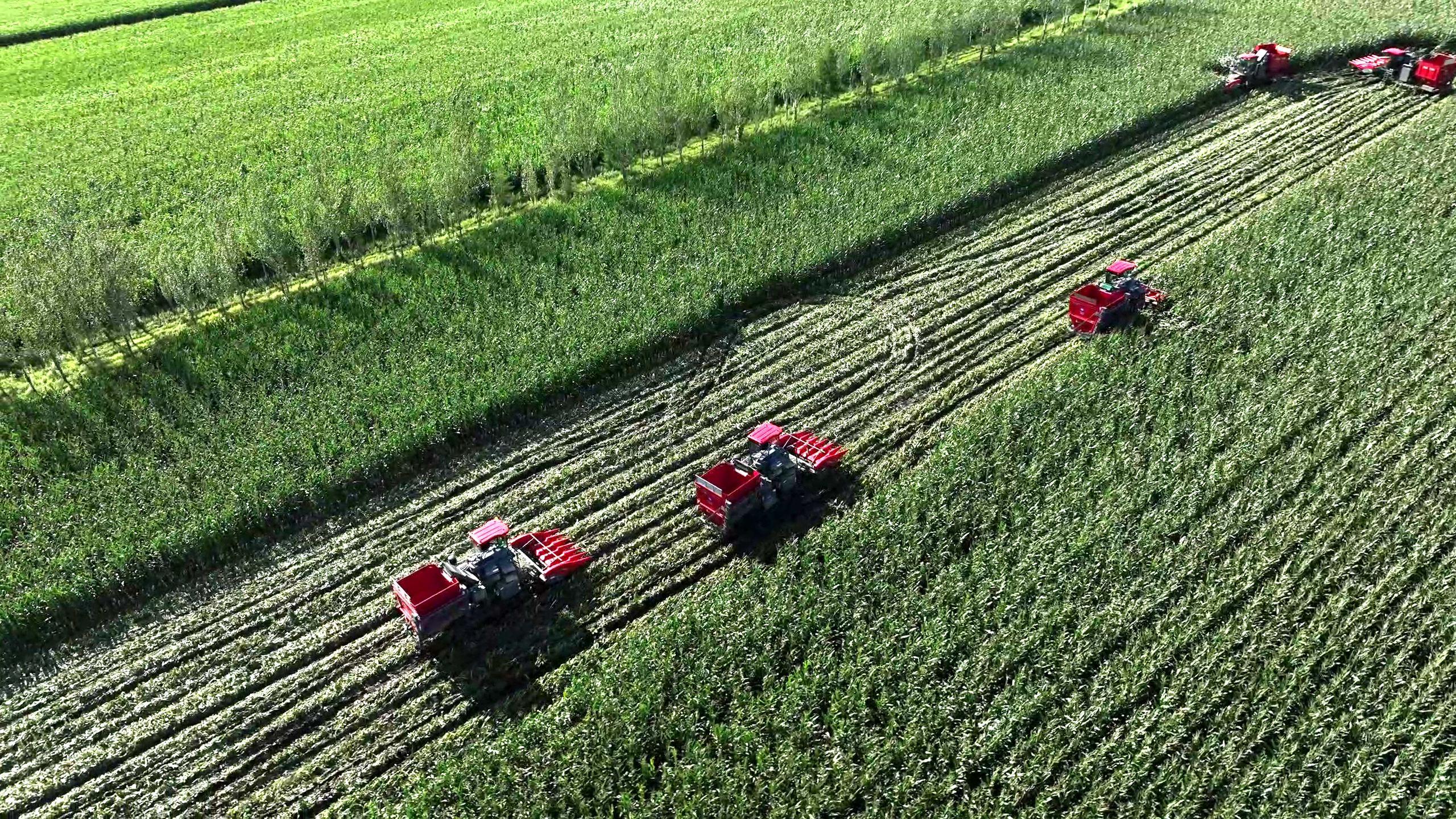 鲜食玉米收获现场