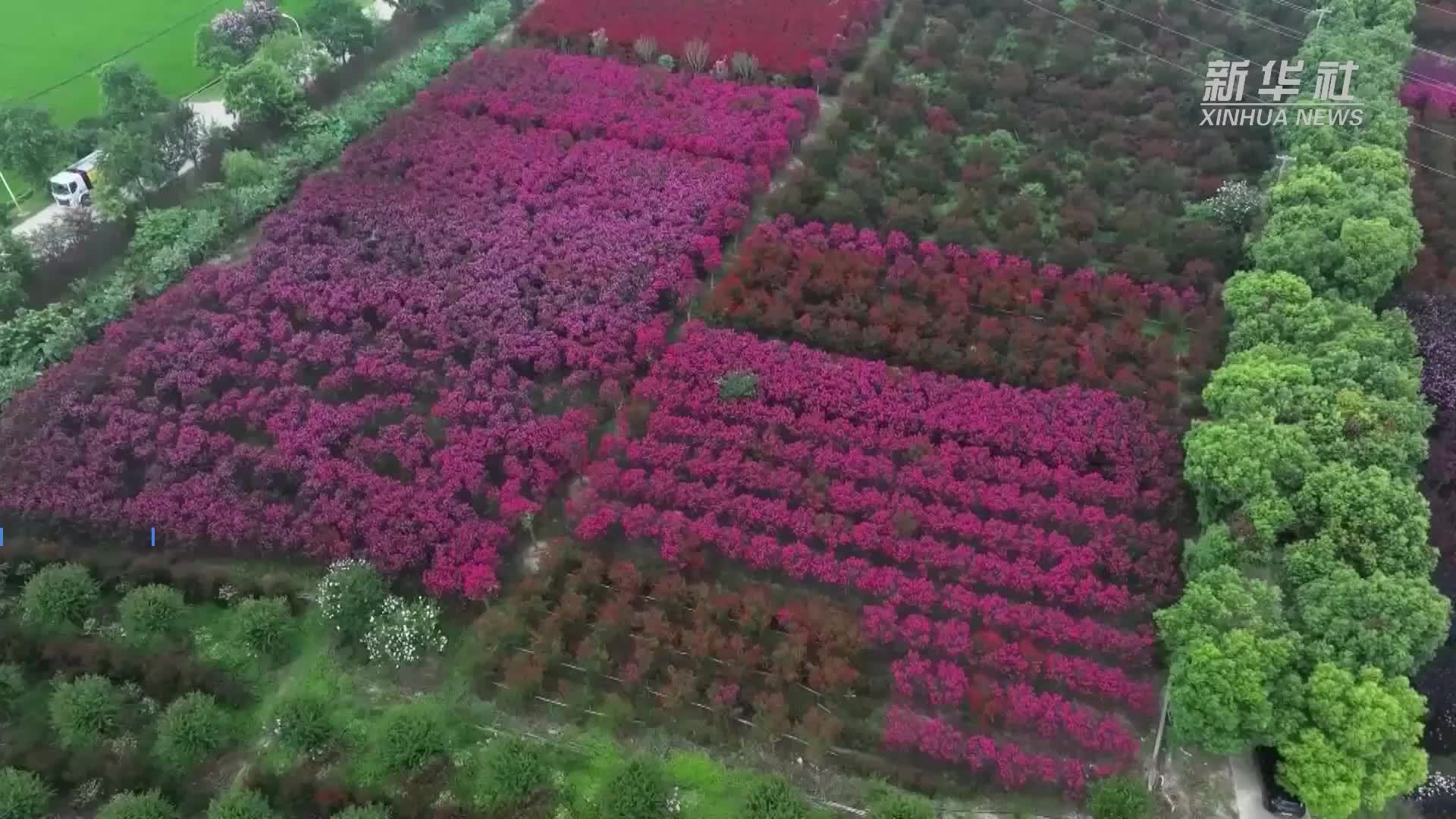 浙江长兴：紫薇花开胭脂海