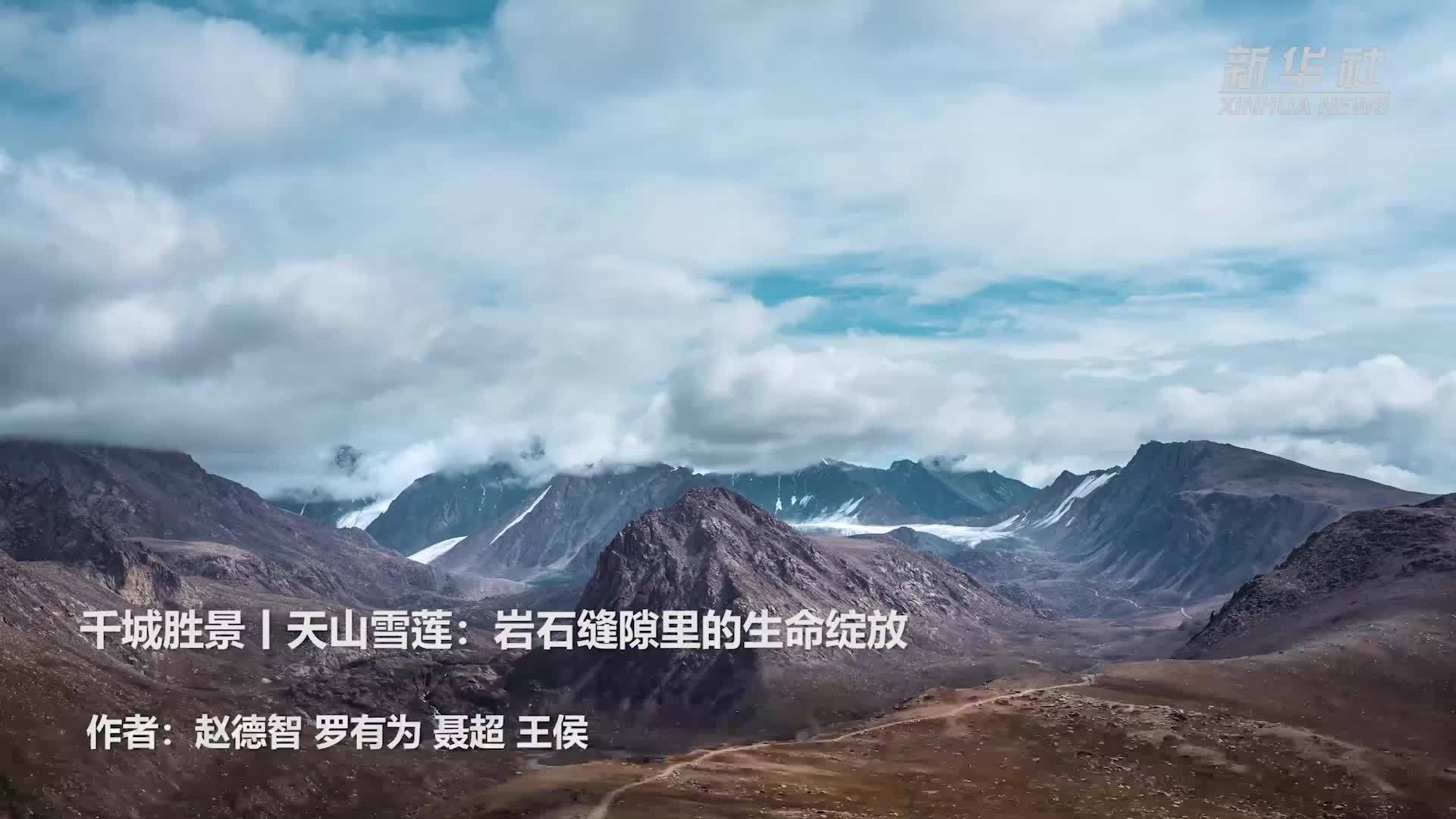 千城胜景｜天山雪莲：岩石缝隙里的生命绽放