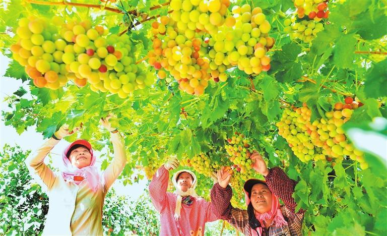 果农在临泽县板桥镇友好村的葡萄园采摘葡萄　新甘肃&middot;甘肃日报通讯员　常雅涵