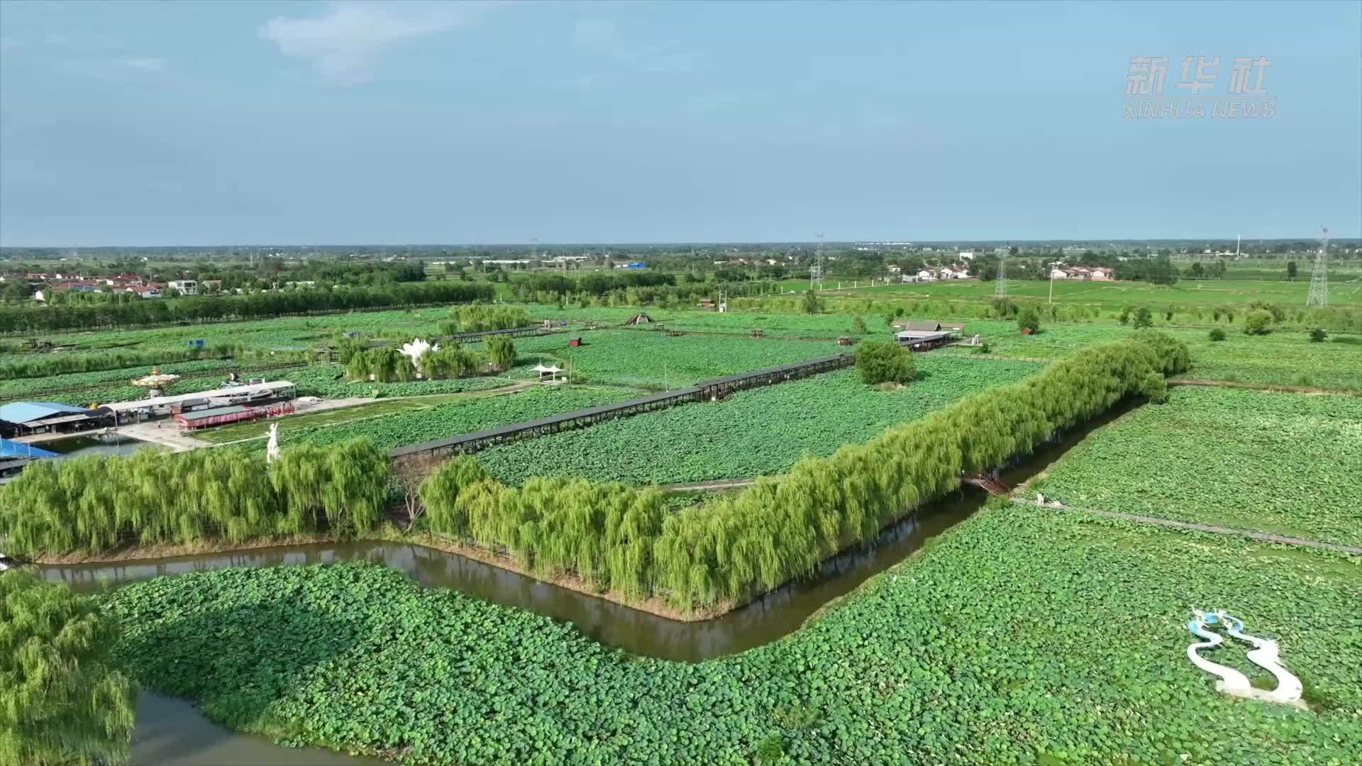 千城胜景｜河南范县：荷园闲趣醉游人