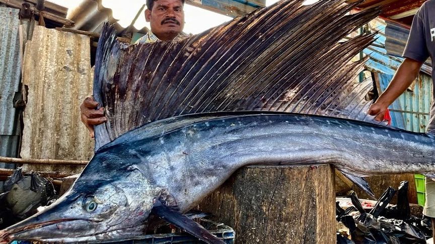 印度刀哥力战200斤巨型旗鱼，精准切割两条三米长旗鱼，这能好吃吗？