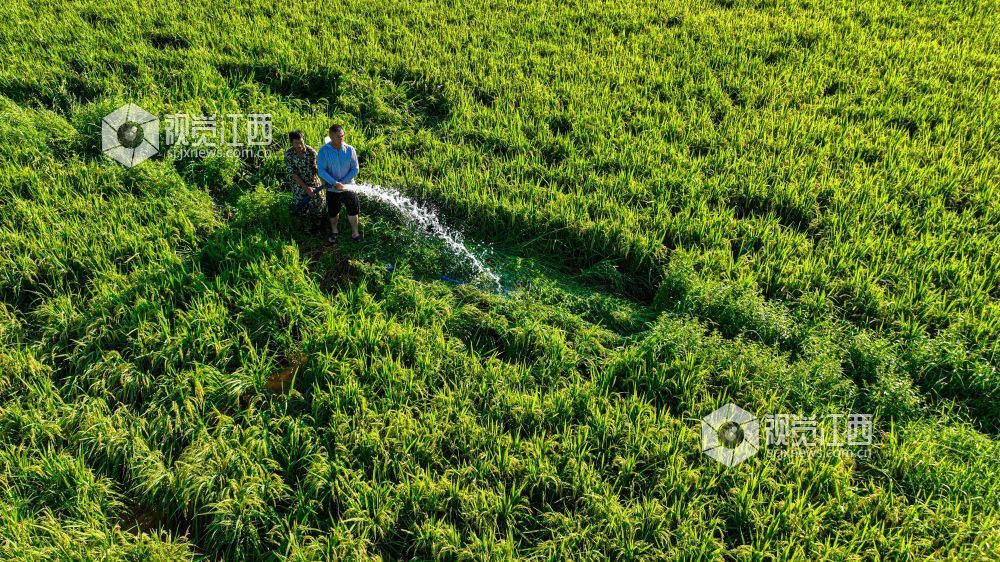 江西：抗旱保灌（图）