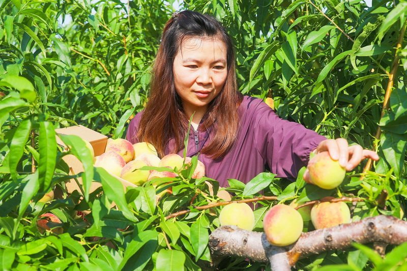 鲜桃丰收乐农家1.jpeg