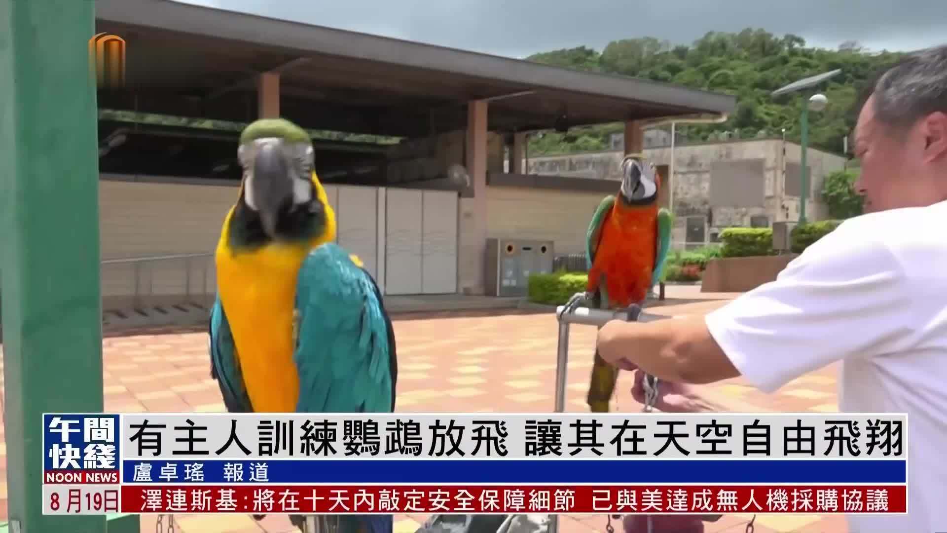 粤语报道｜有主人训练鹦鹉放飞 让其在天空自由飞翔