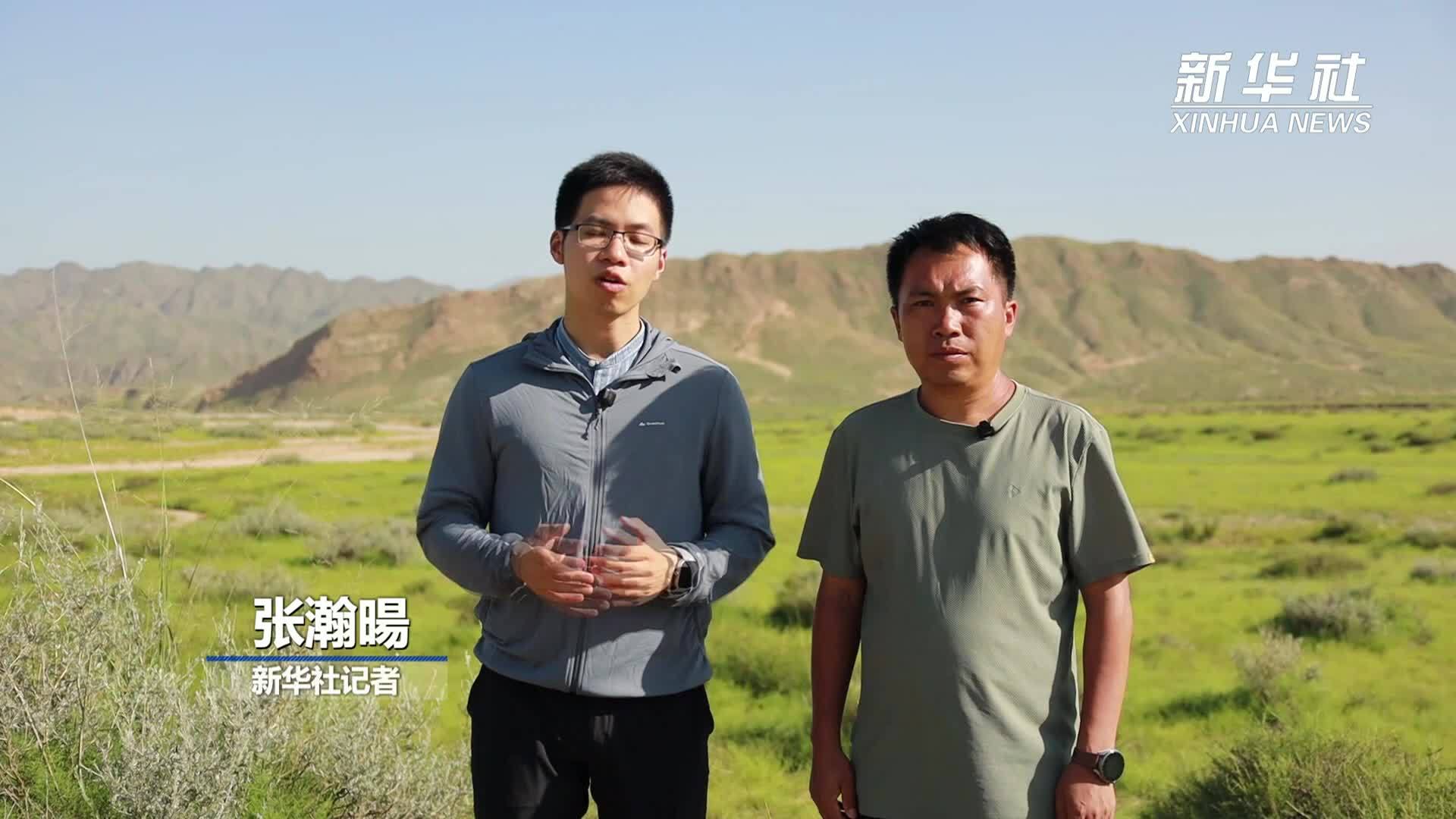 普氏野马：拥有6000万年漫长进化史的“活化石”