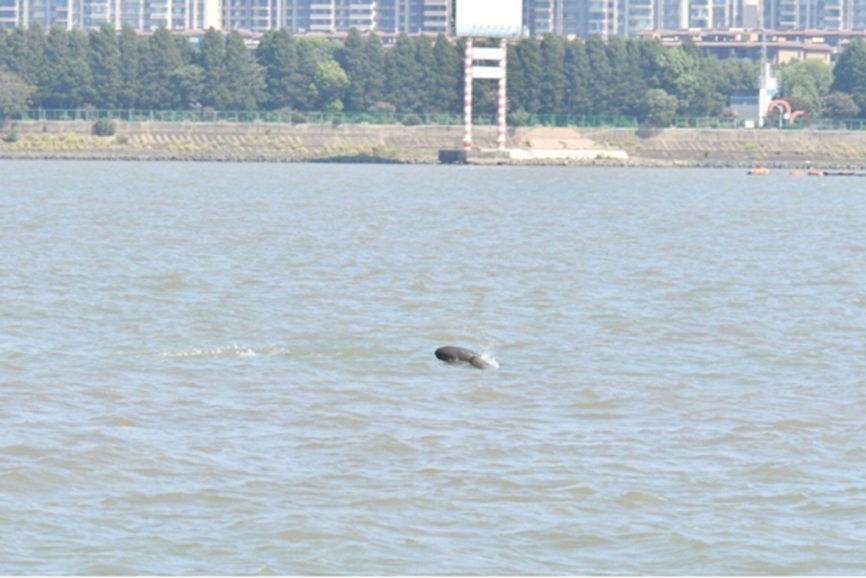 长江靖江段母子豚伴游