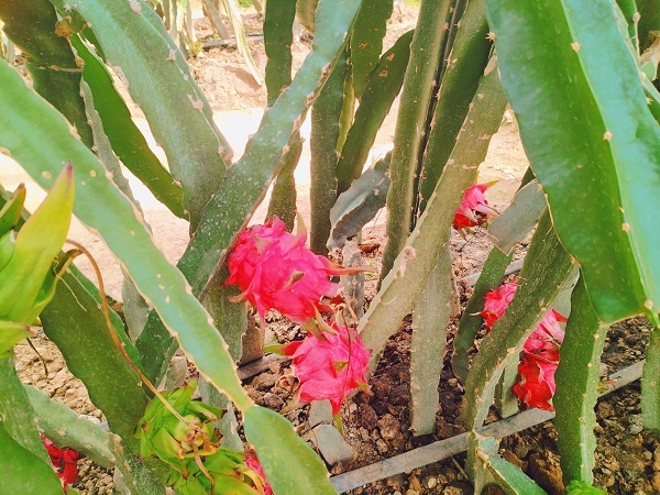 南果北种丰富“果盘子”　华亭火龙果丰收采摘忙