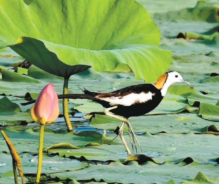 水雉(王吴顺 摄)