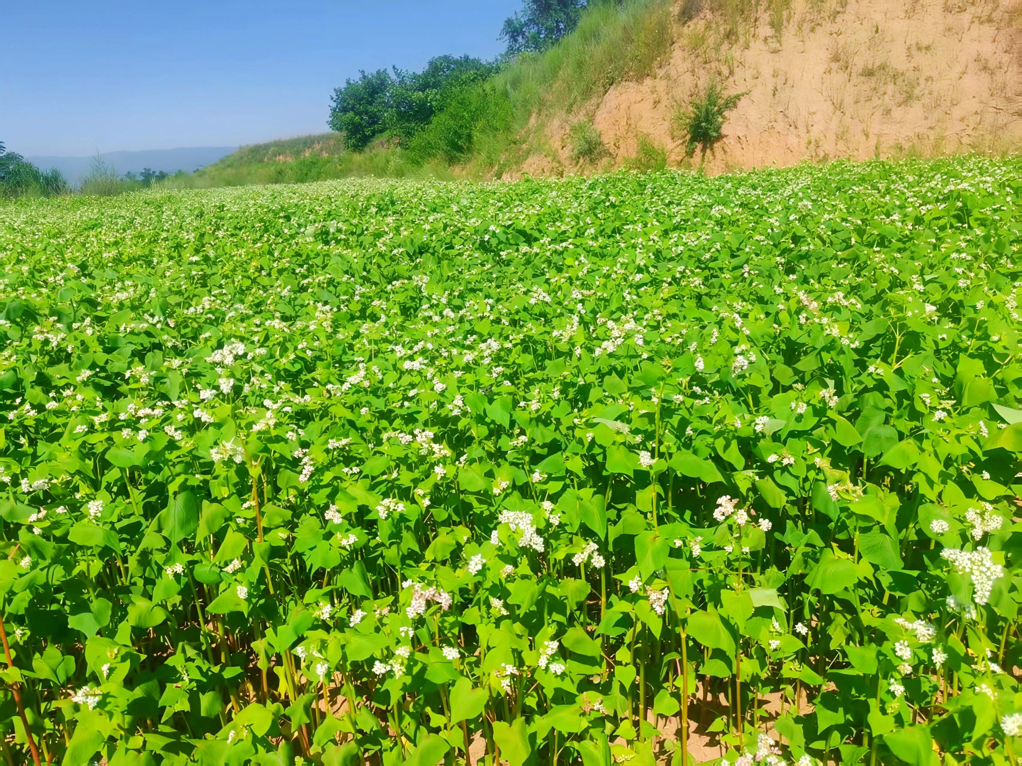 “荞”！华亭绽放“致富花”