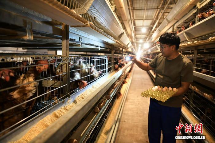 年产鸡蛋5.4亿枚 邯郸广平打造自动化蛋鸡养殖基地