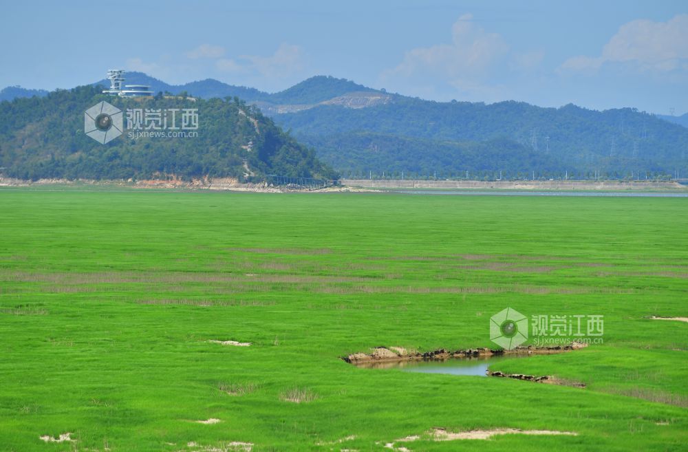 湖床上已经长满绿茵茵的草甸,草色绵延不断,“大草原”景象显现。