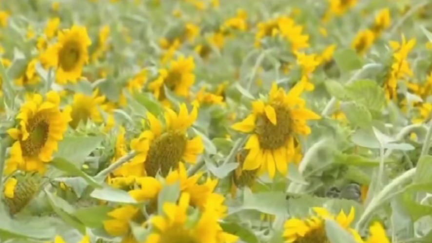 肃州点花成“金”　田间地头种出好“钱”景