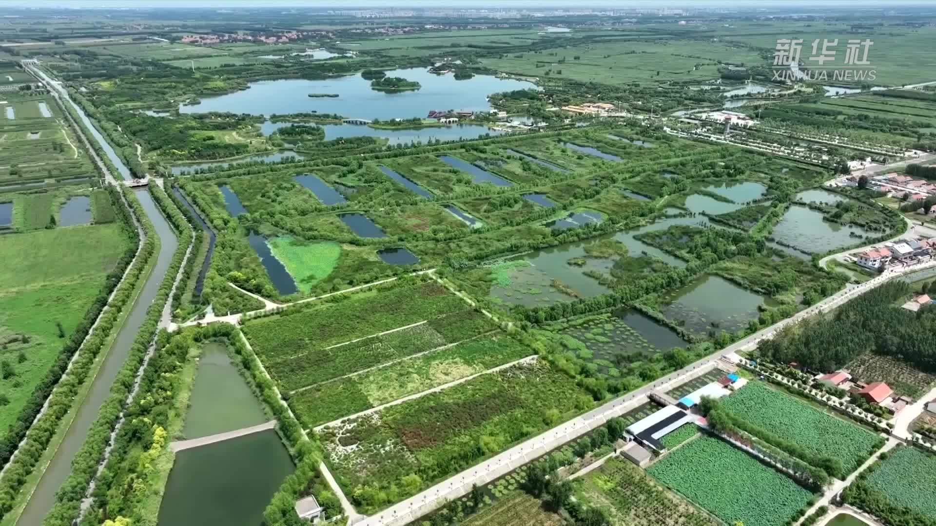 山东马踏湖：十年治水重现生态美景