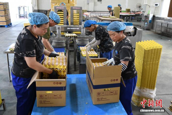 年产鸡蛋5.4亿枚 邯郸广平打造自动化蛋鸡养殖基地