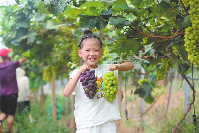 广昌县：体验采摘乐趣（图）