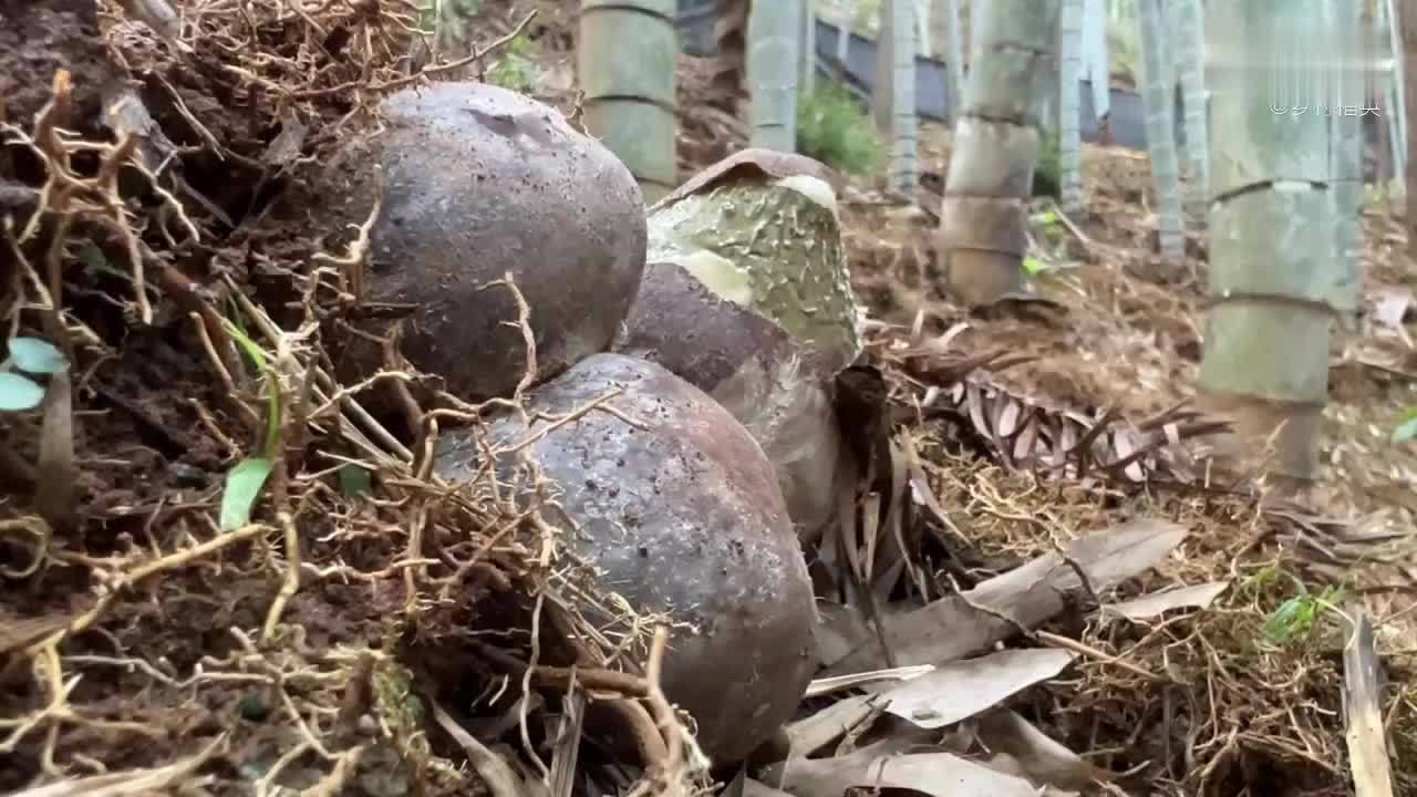 美食竹荪拔地而起，太治愈了