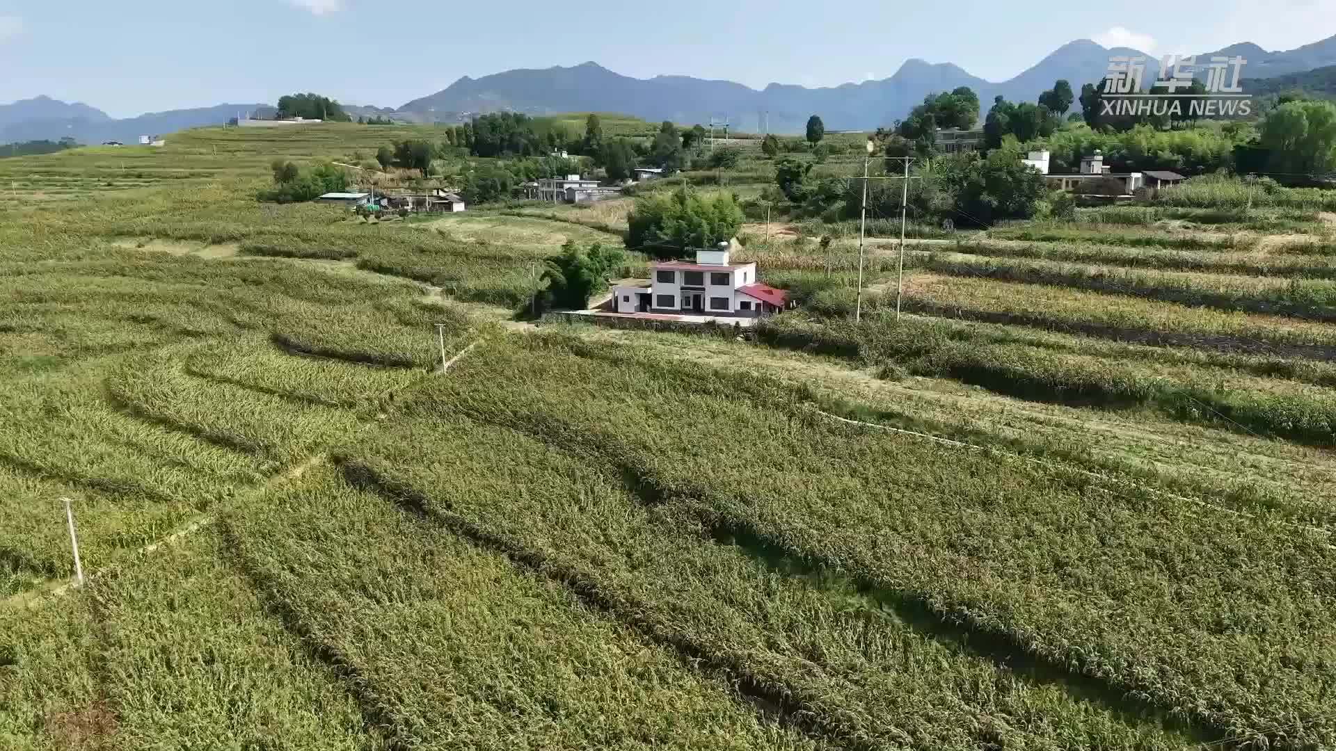 贵州桐梓：万亩高粱红 农机收割忙