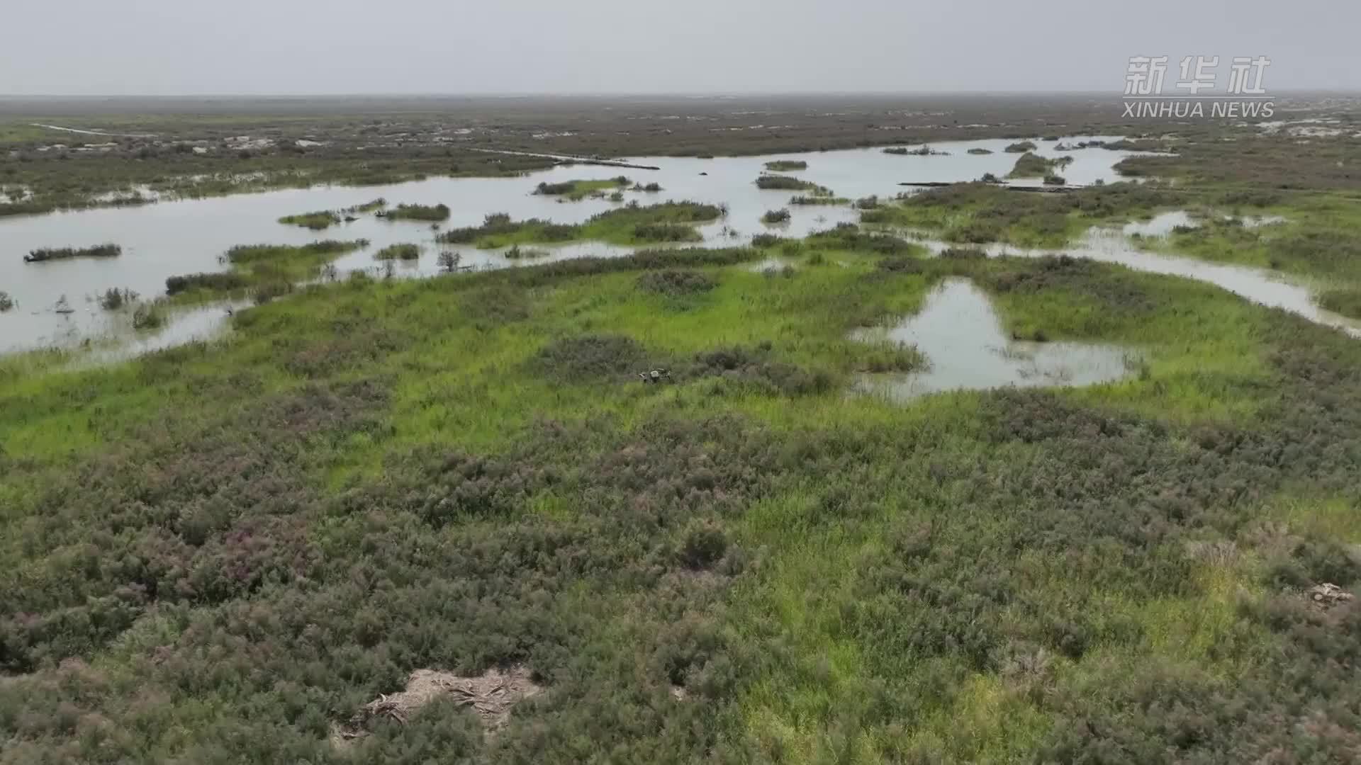 新疆轮台县：无人机撒种助力生态恢复