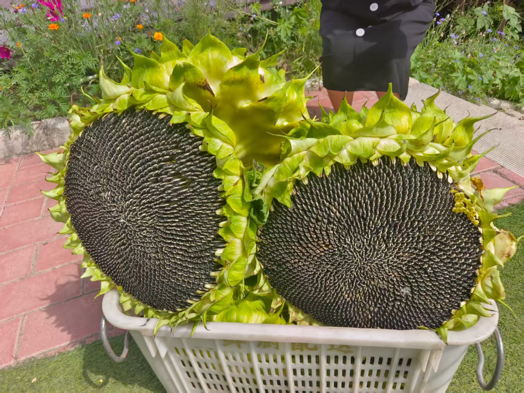 向日葵田迎来采摘客　快来华亭get田园乐趣