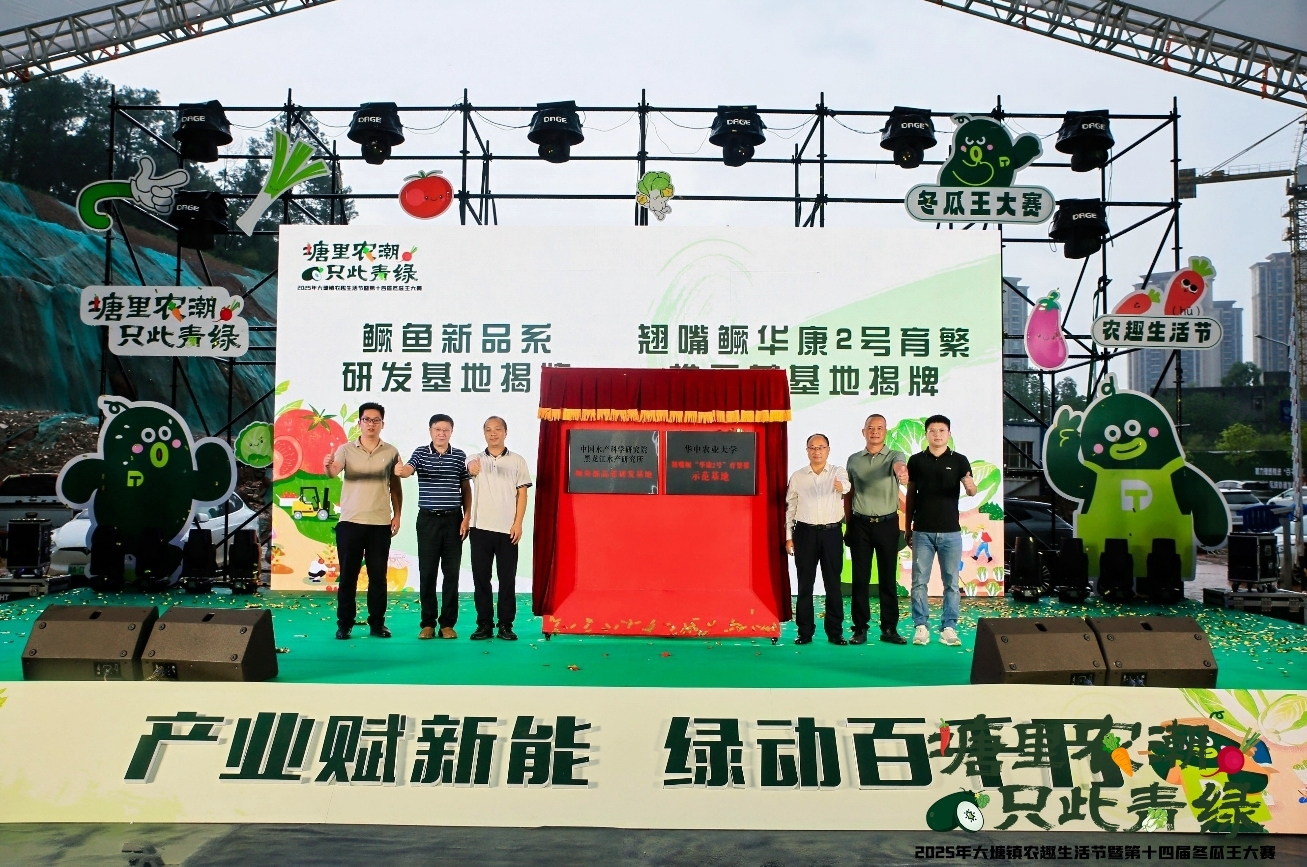 102.1斤黑皮冬瓜王诞生，大塘镇引领“农潮”新风尚