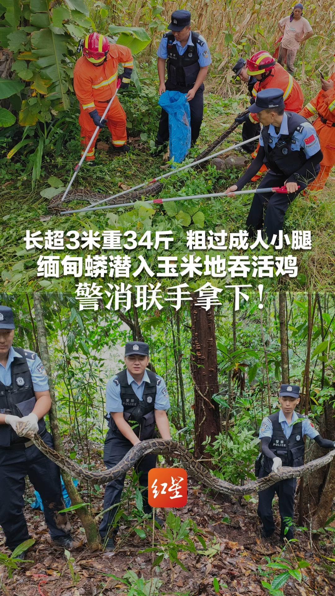 长超3米重34斤 粗过成人小腿 缅甸蟒潜入玉米地吞活鸡 警消联手拿下